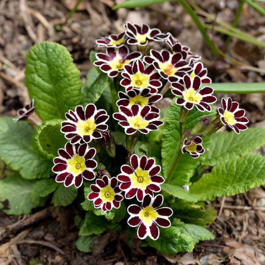 Primula eliator Victoriana Silver Lace Black - Primula maggiore