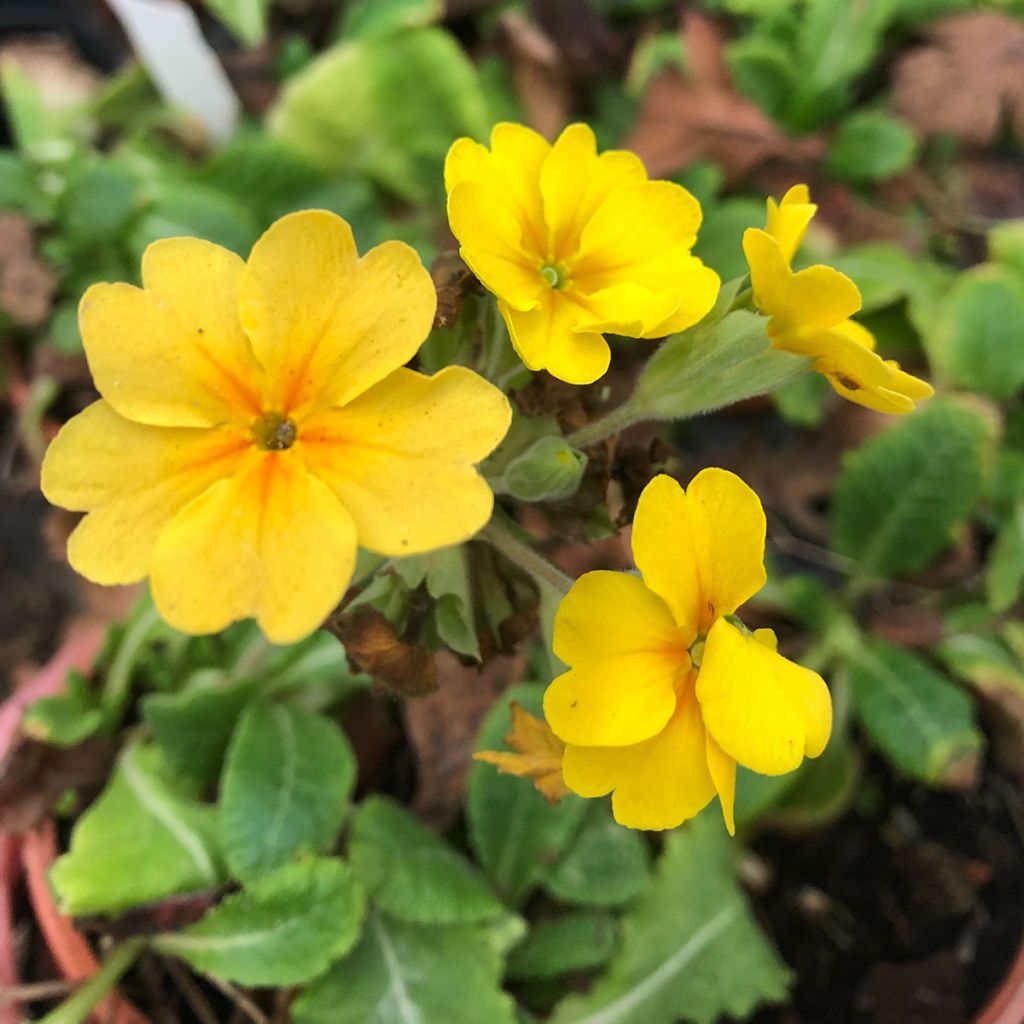 Primula eliator Veristar Yellow - Primula maggiore