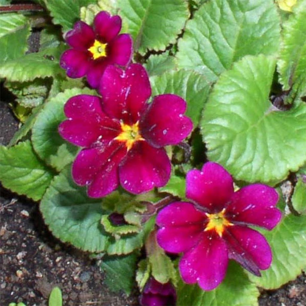 Primula juliae Ideaal - Primevère du Caucase.