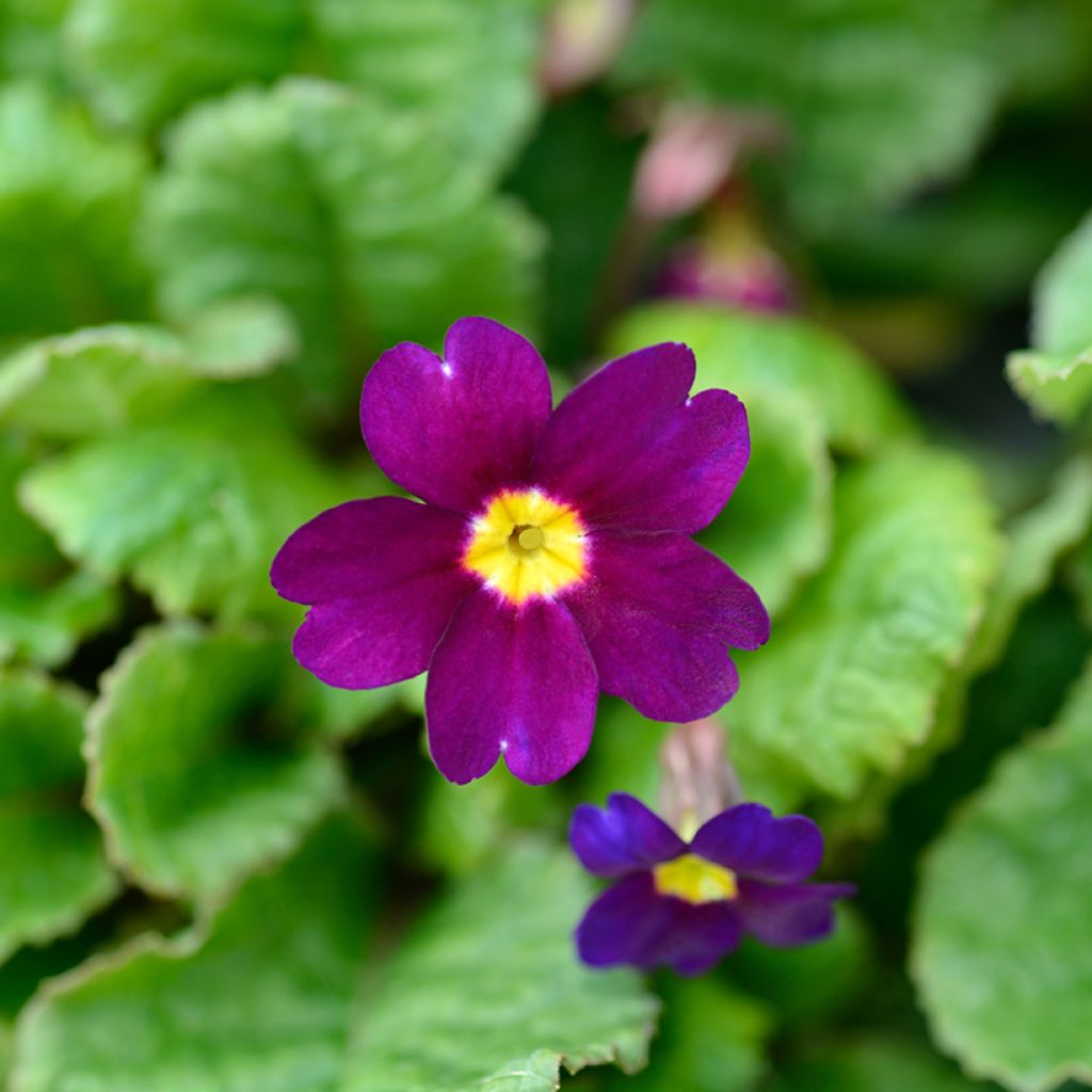 Primula juliae Wanda