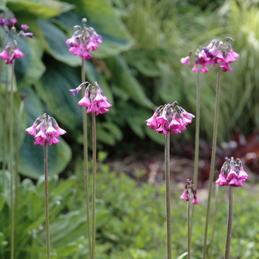 Primula secundiflora