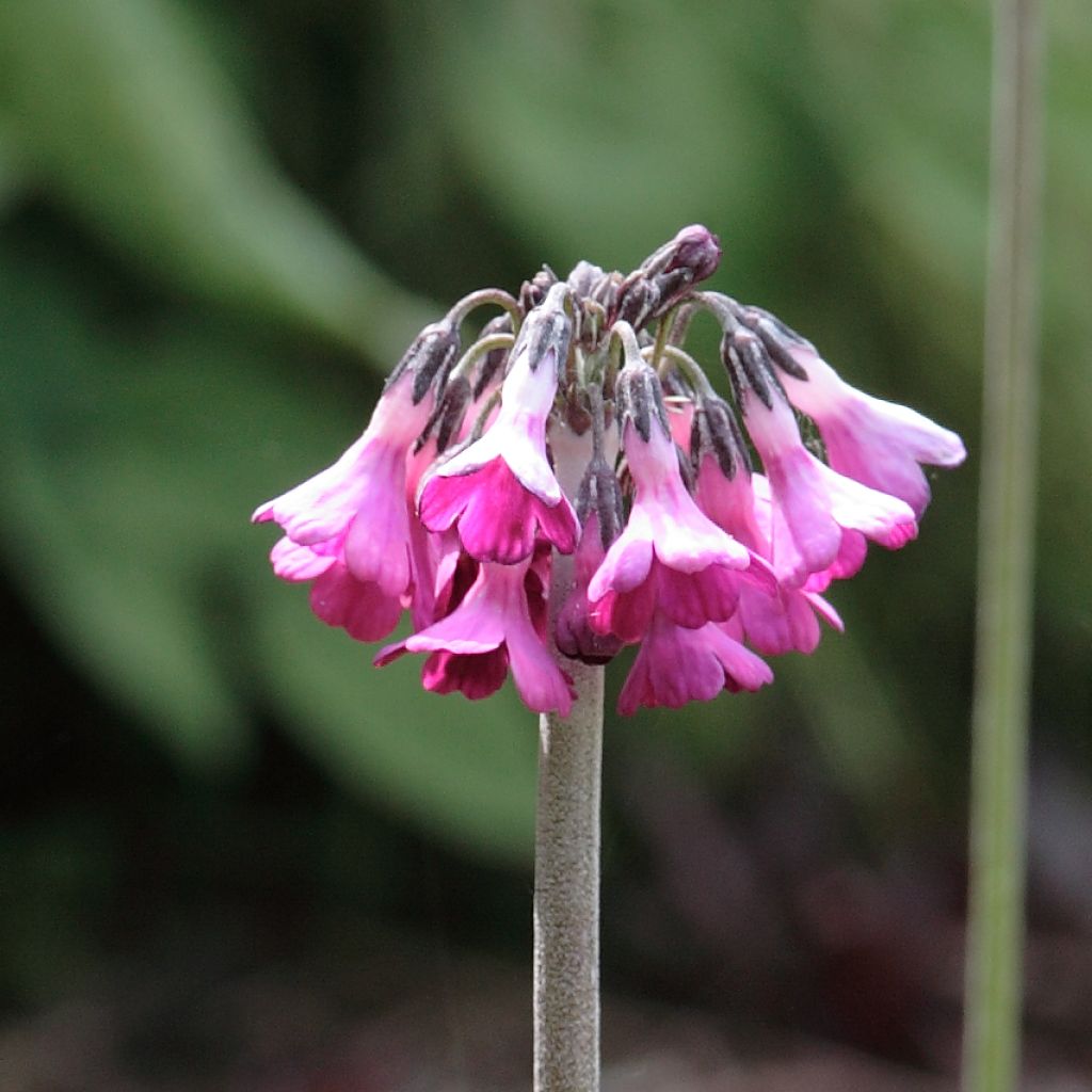 Primula secundiflora