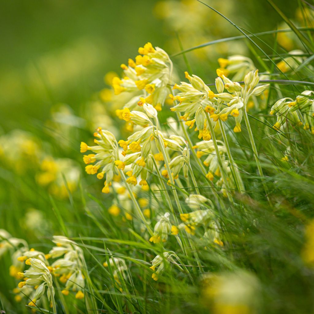 Primula veris - Primula odorosa