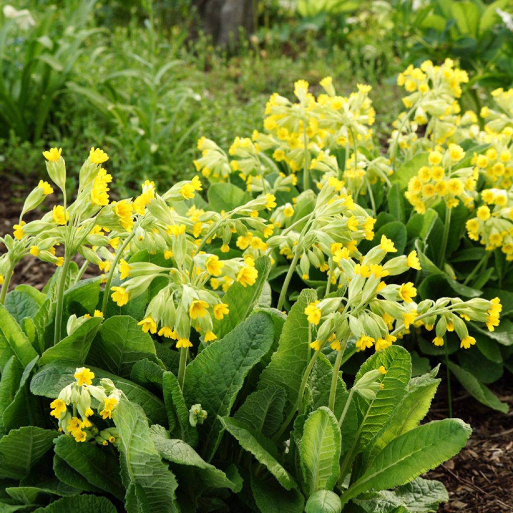 Primula veris - Primula odorosa