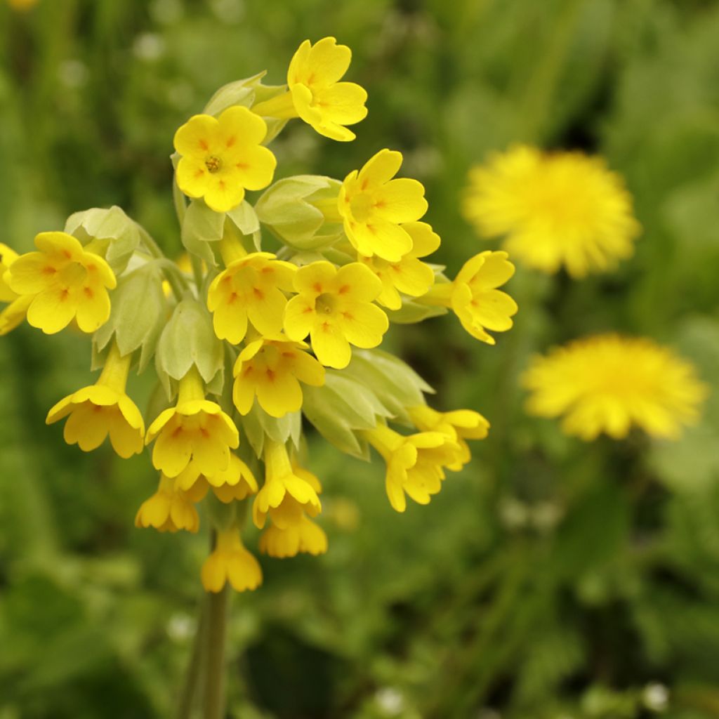 Primula veris - Primula odorosa