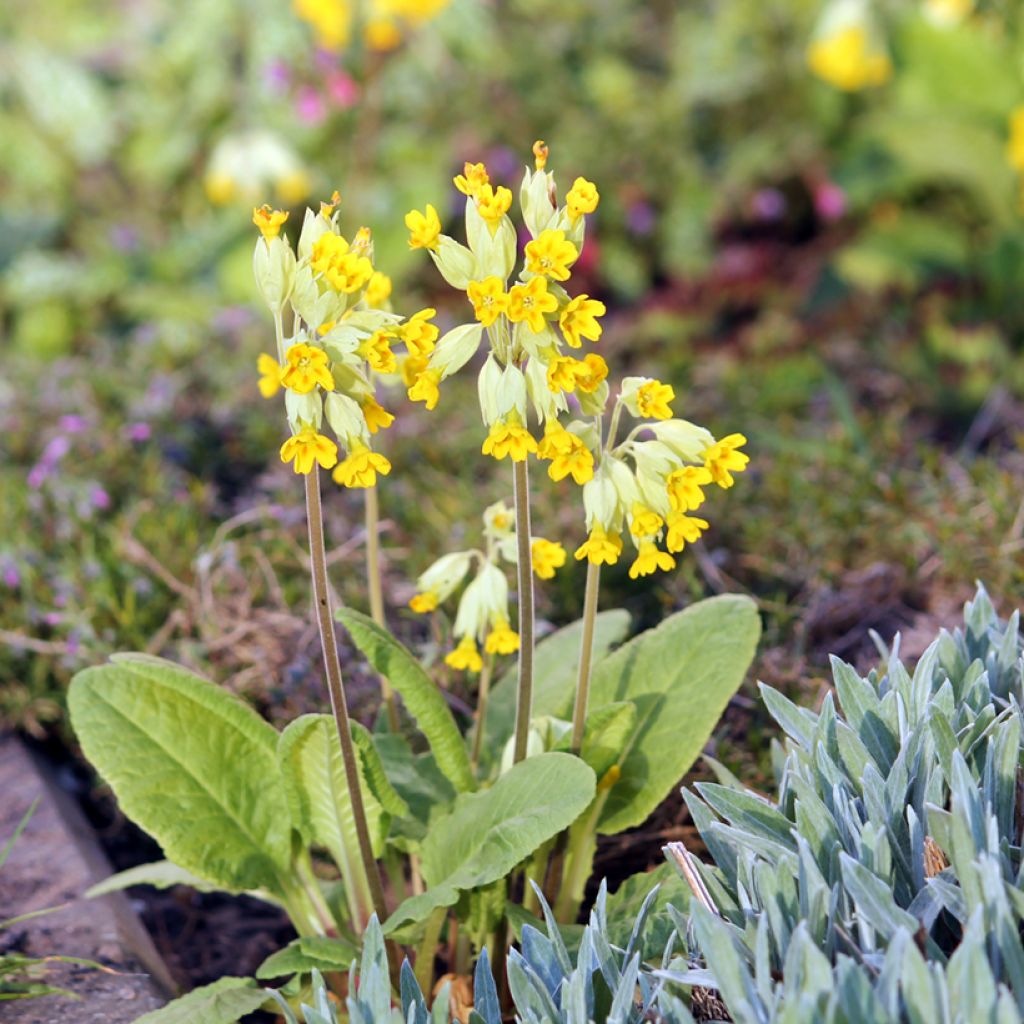 Primula veris - Primula odorosa