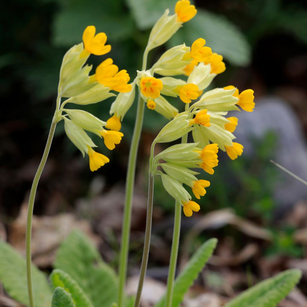 Primula veris - Primula odorosa