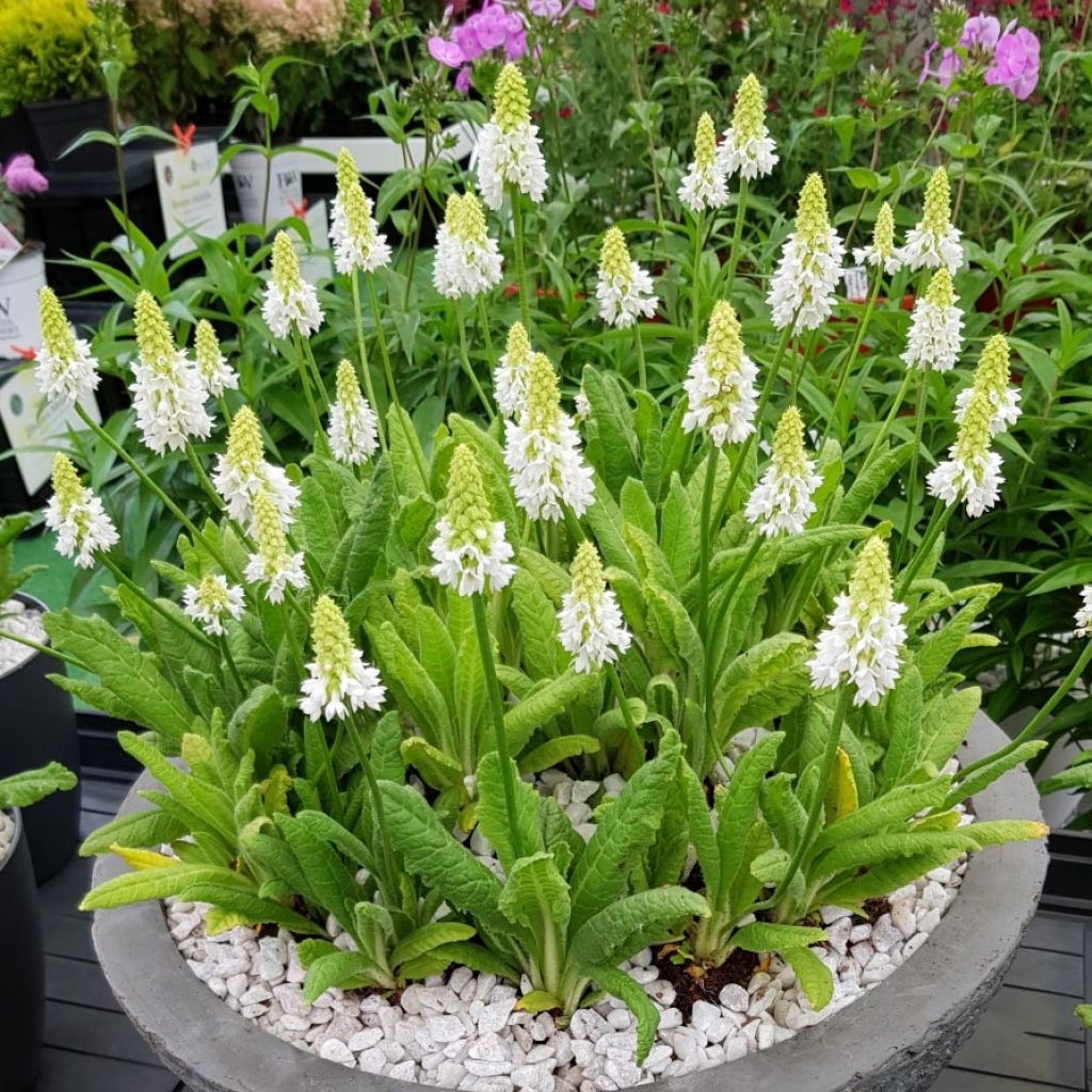 Primula vialii Alison Holland