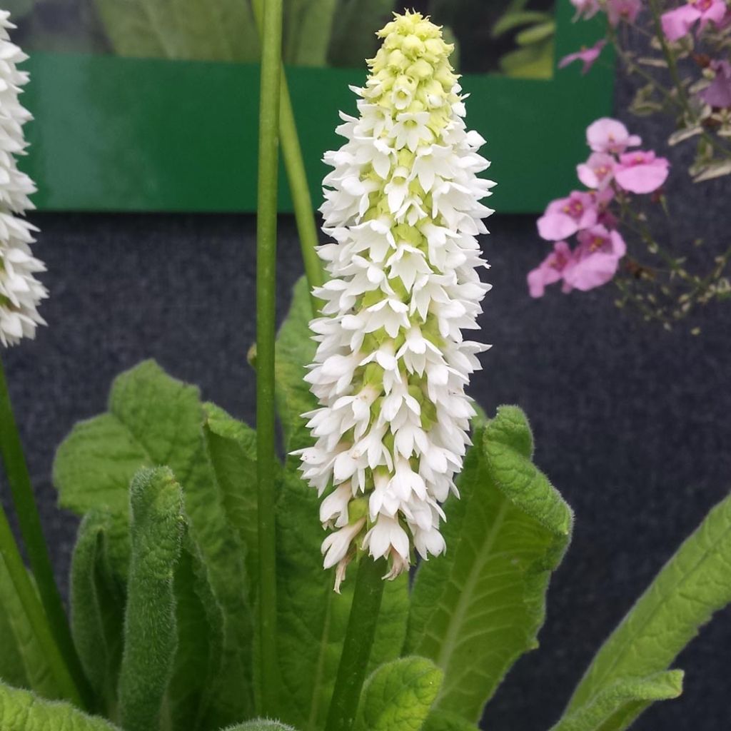 Primula vialii Alison Holland