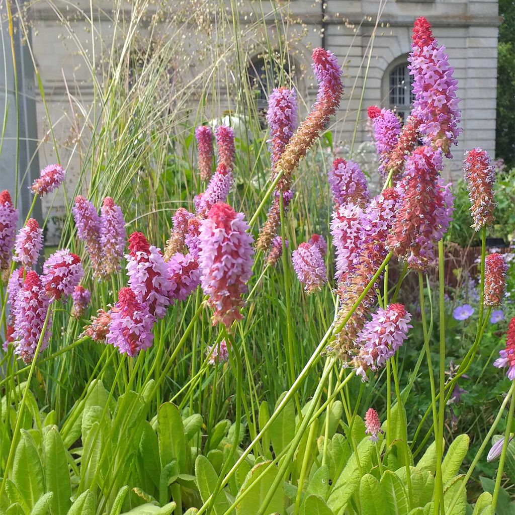 Primula vialii