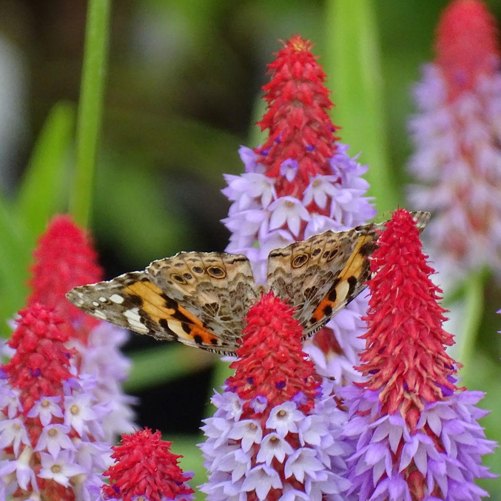 Primula vialii