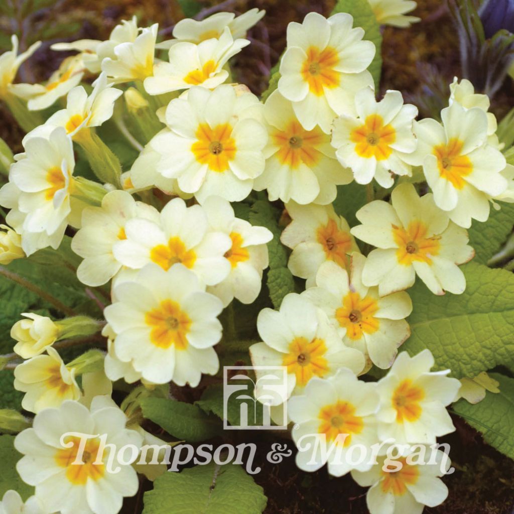 Primula Vulgaris