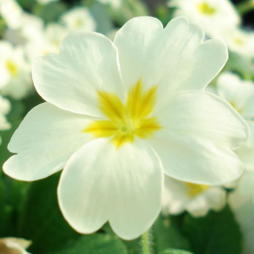 Primula vulgaris - Primula comune