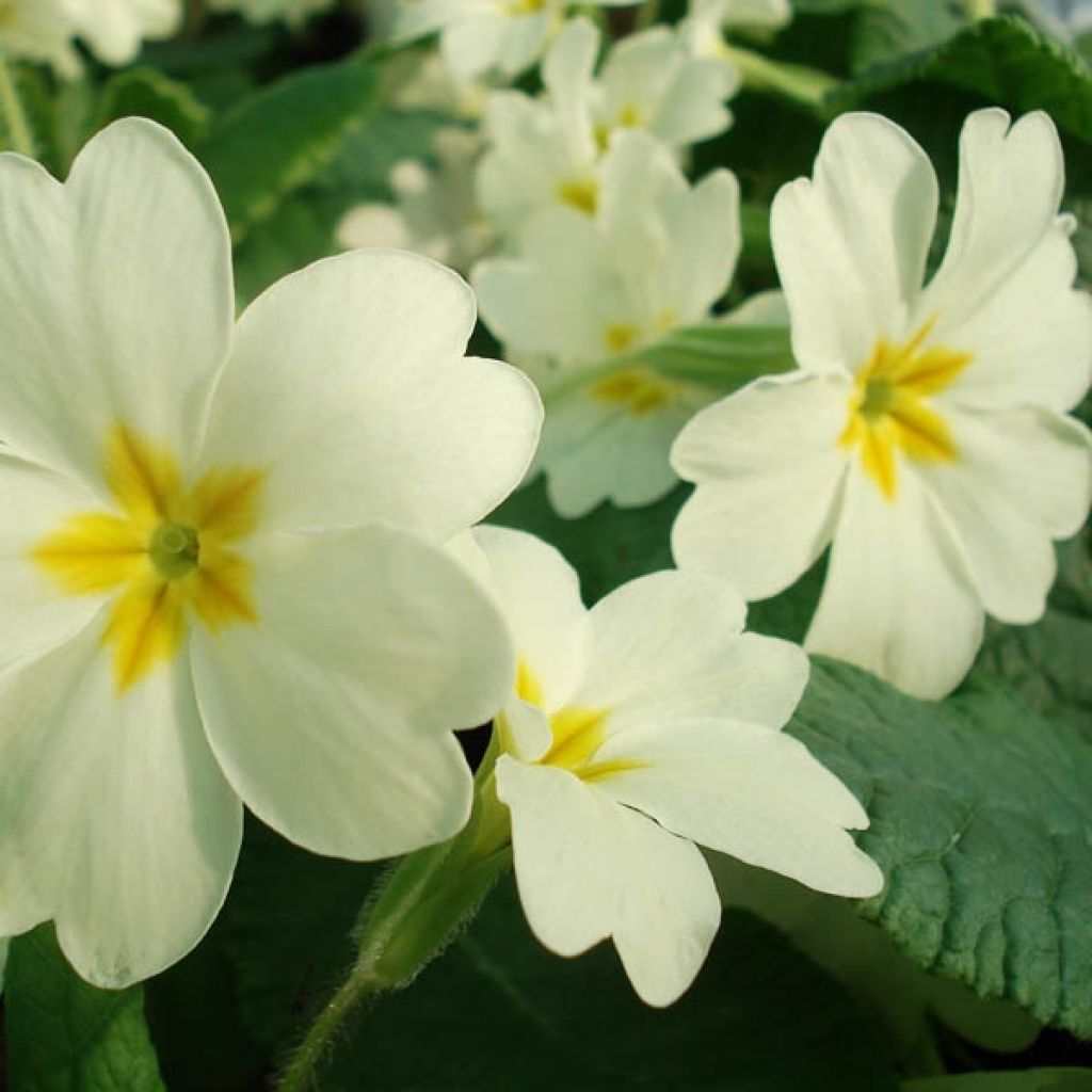 Primula vulgaris - Primula comune