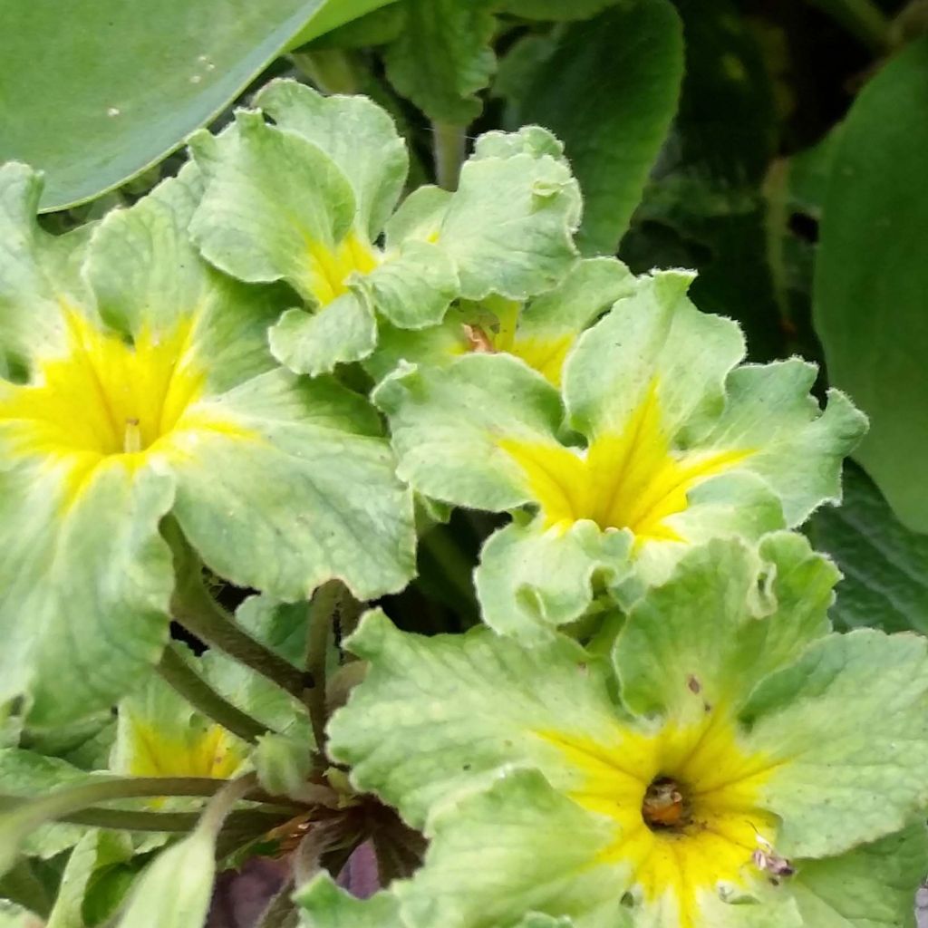 Primula Francesca