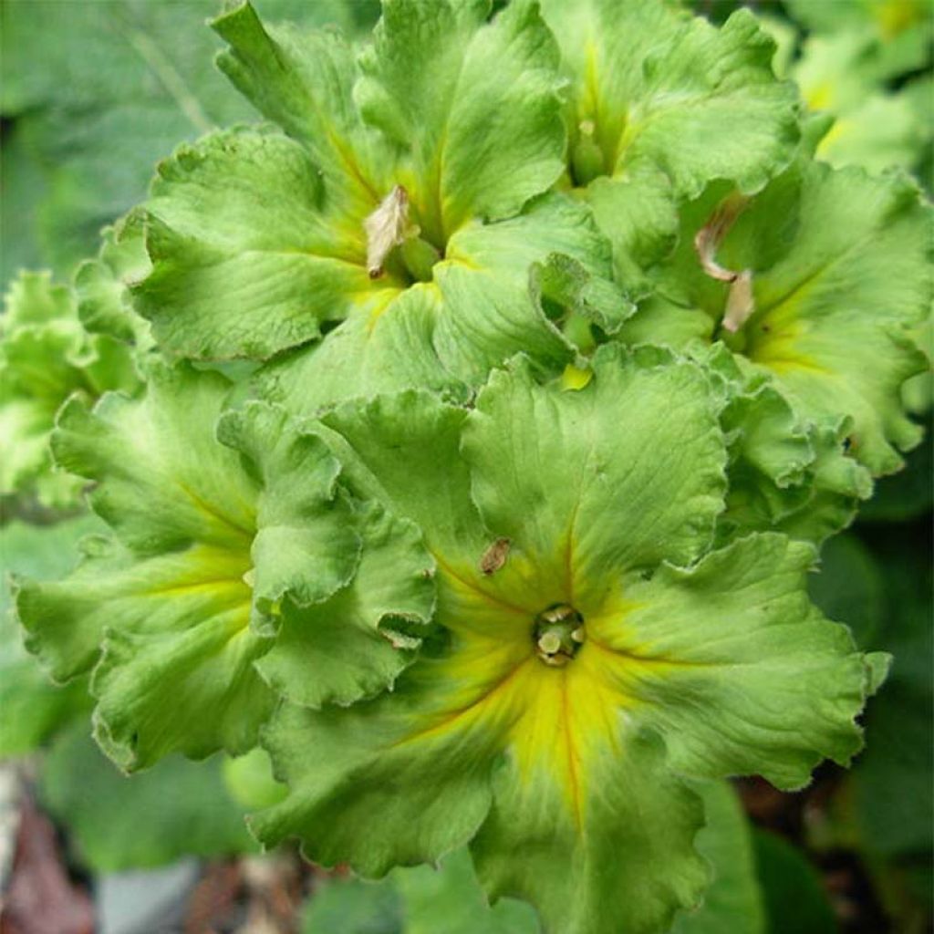 Primula Francesca