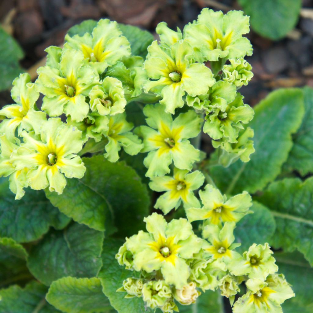 Primula Francesca