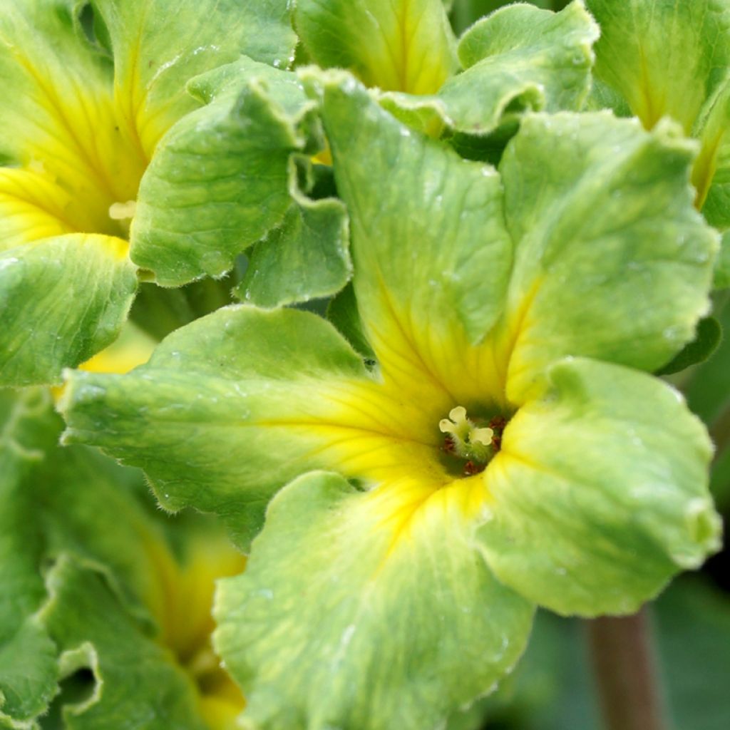 Primula Francesca