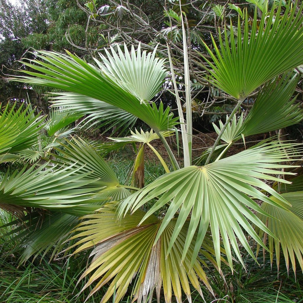 Pritchardia hillebrandii - Palmier d'Hawaï