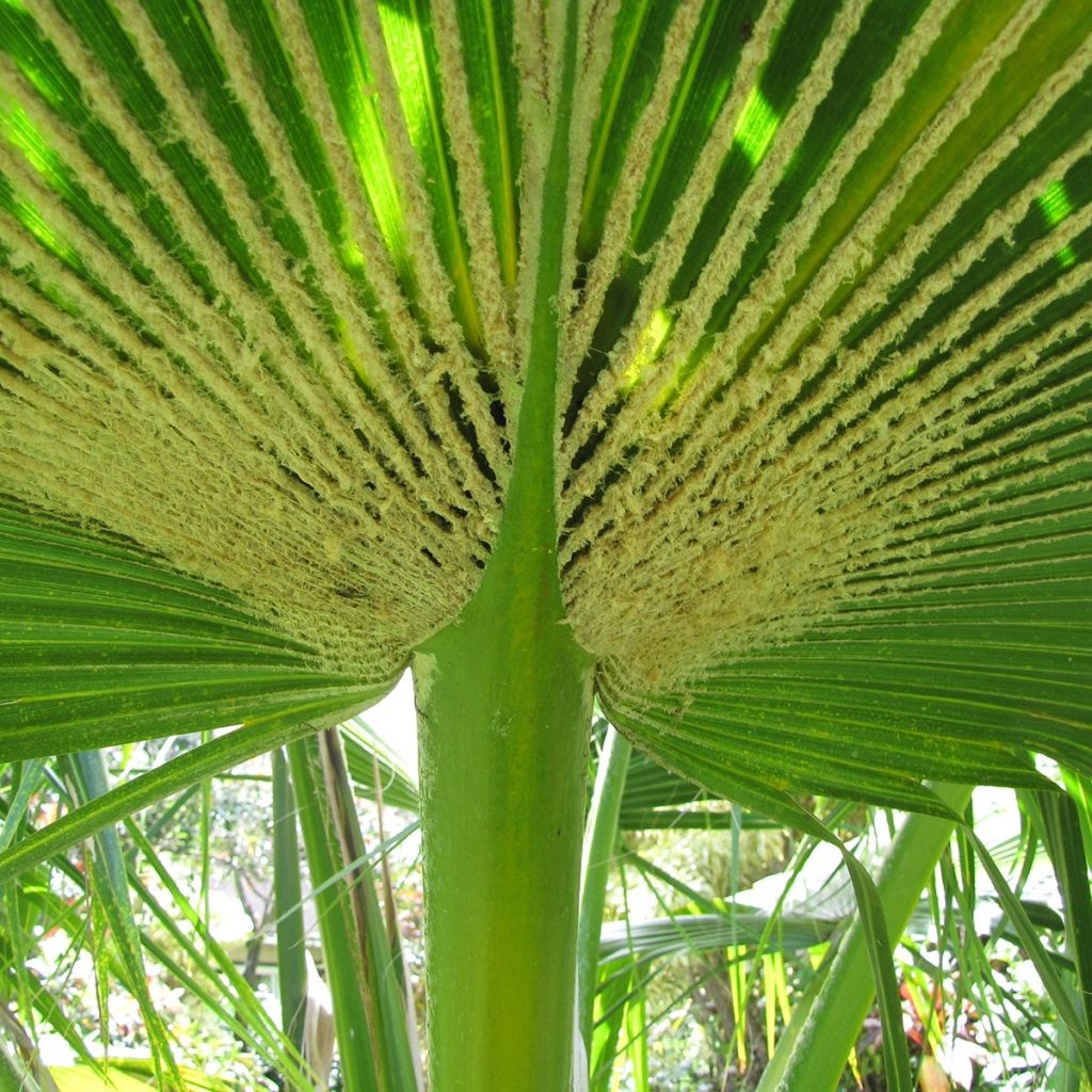 Pritchardia thurstonii - Palmier