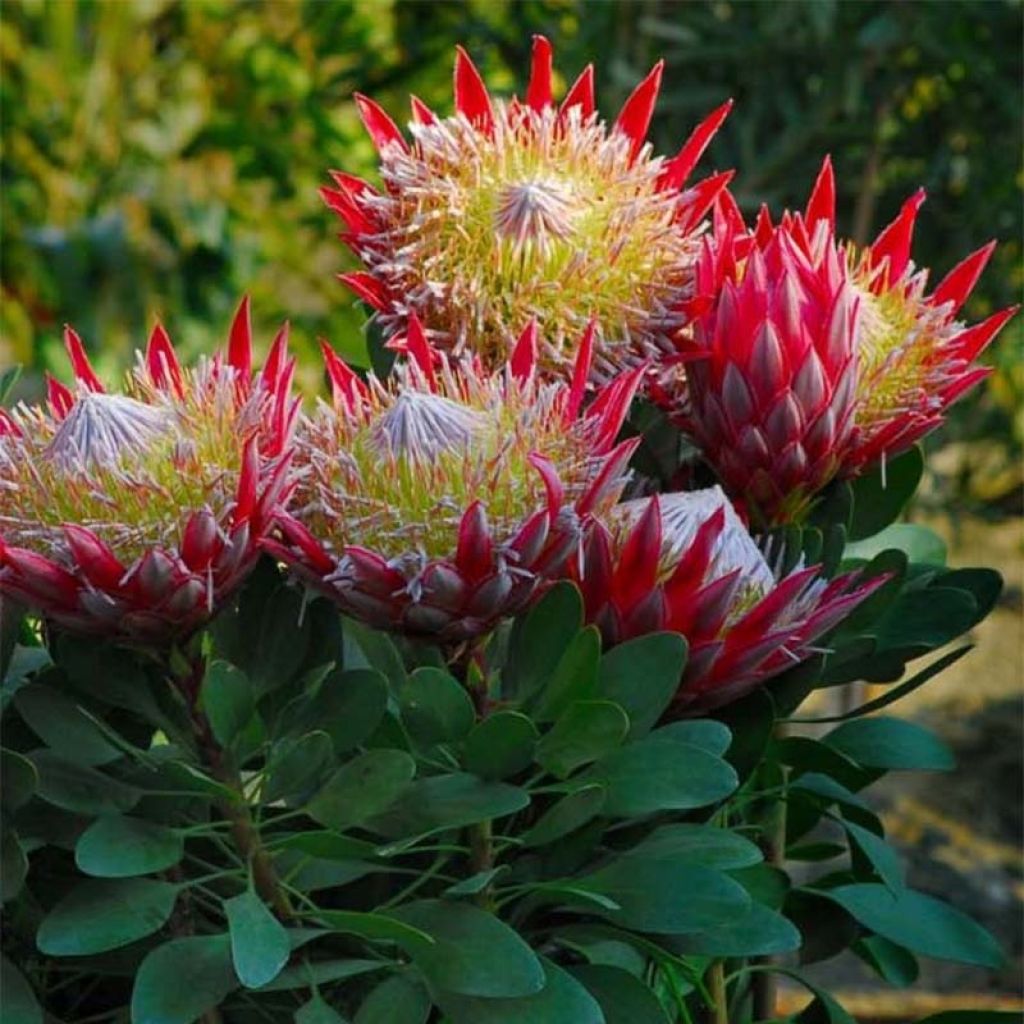 Protea Little Prince - Protée royale