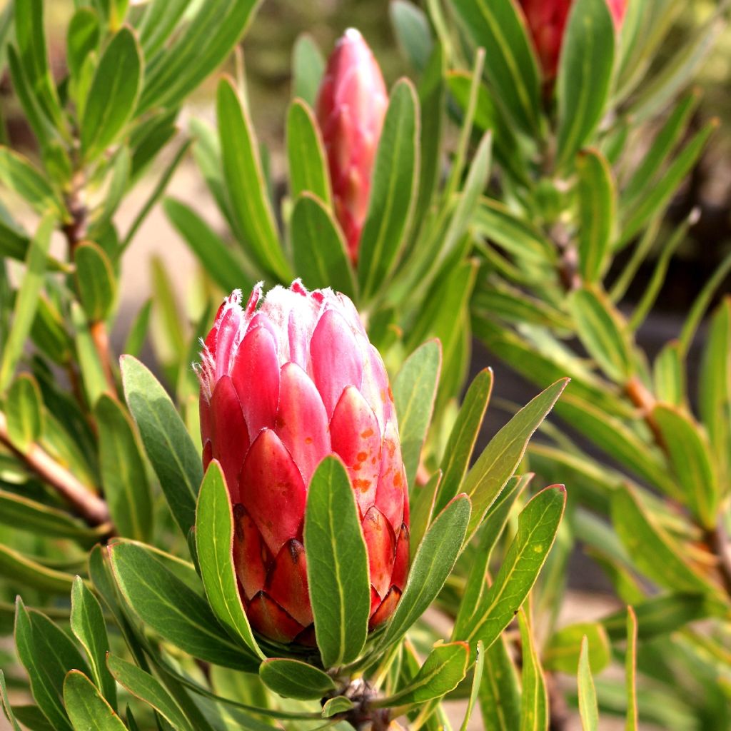 Protea Pink Ice - Protée hybride