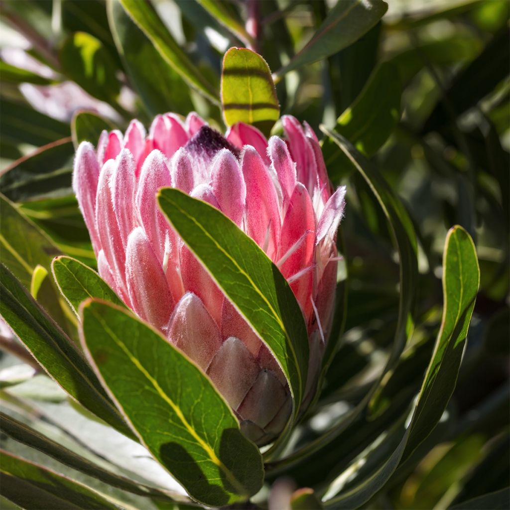 Protea Pink Ice - Protée hybride