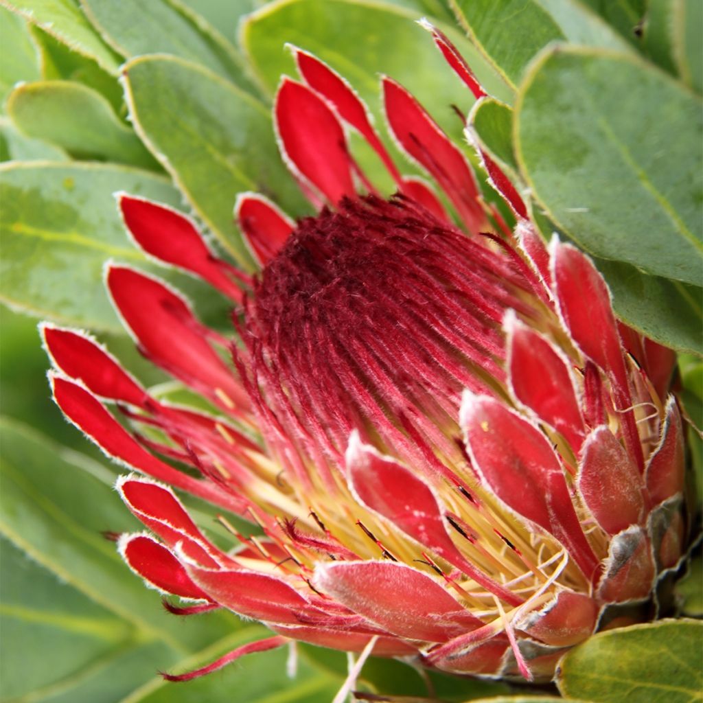 Protea eximia - Protée à feuilles larges