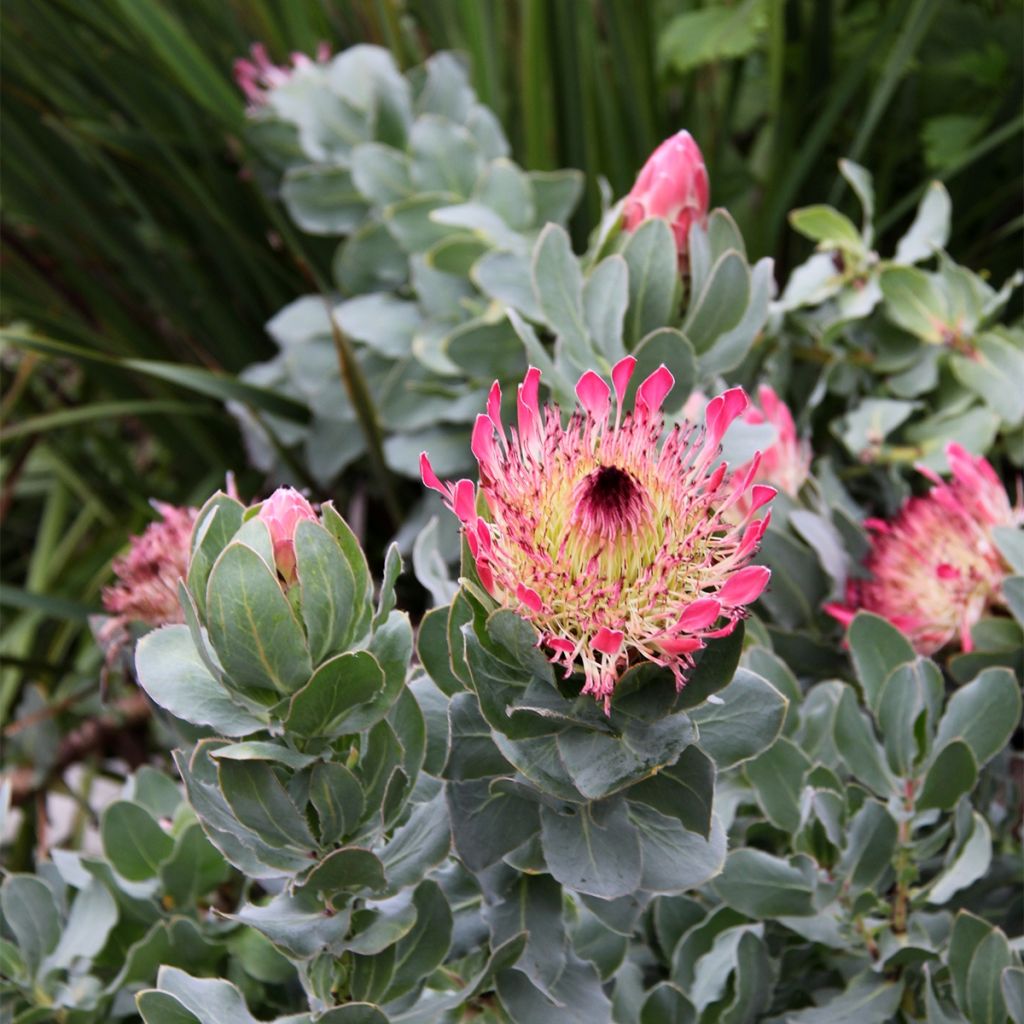 Protea eximia - Protée à feuilles larges