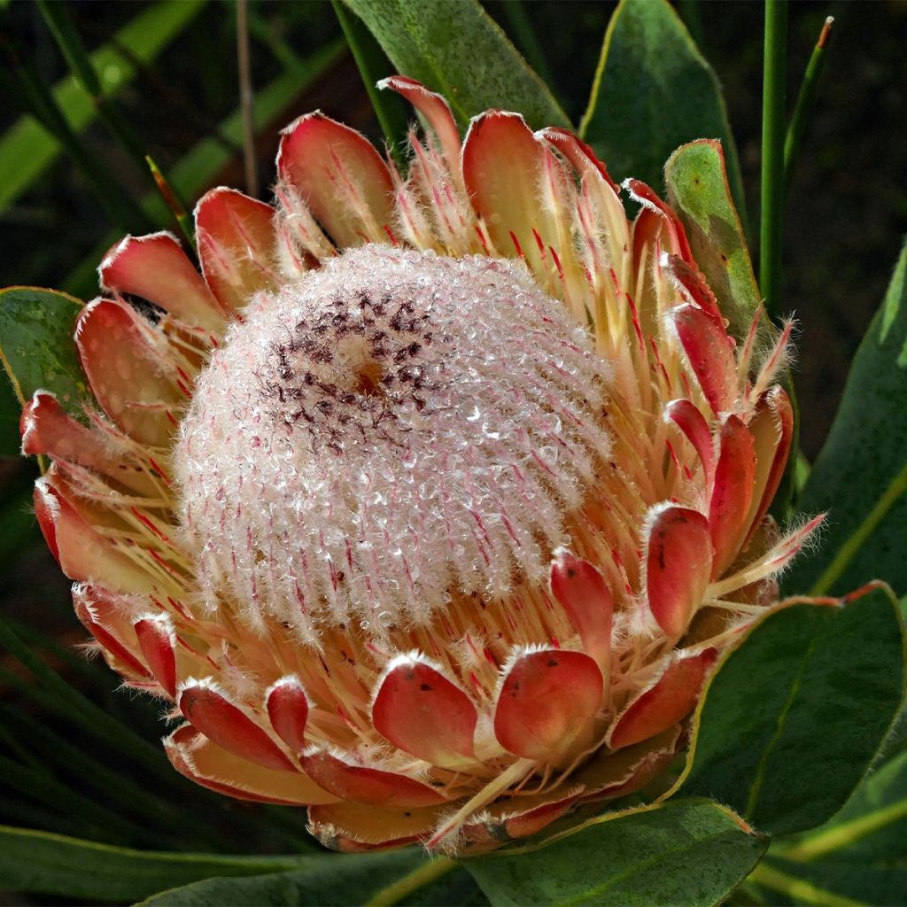 Protea magnifica - Protée magnifique, Reine Protée