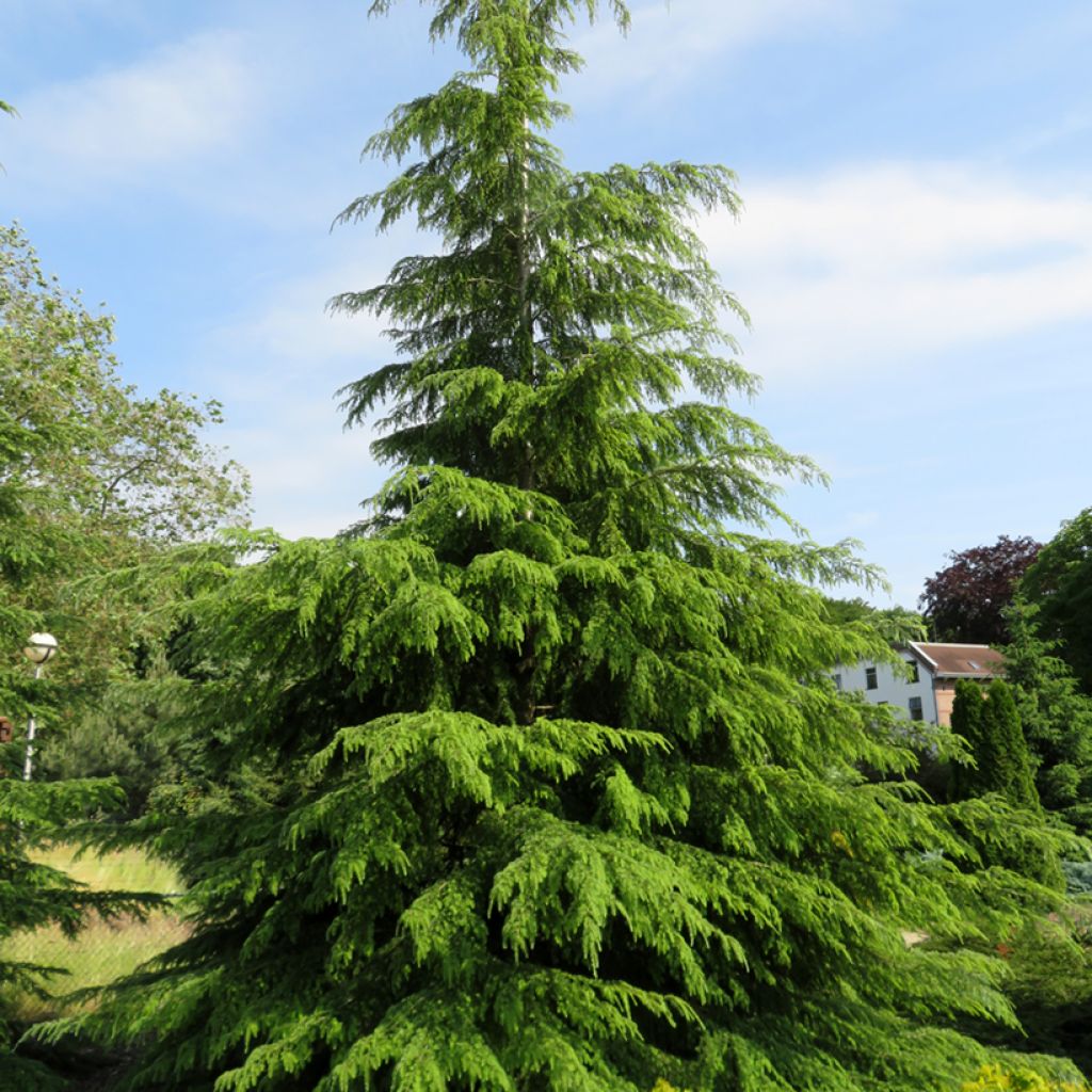 Tsuga heterophylla