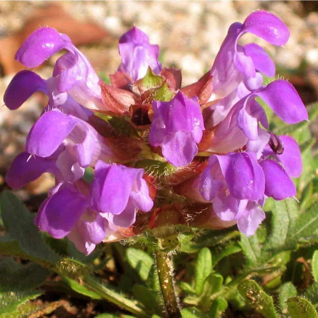 Prunella grandiflora Bella Deep Rose