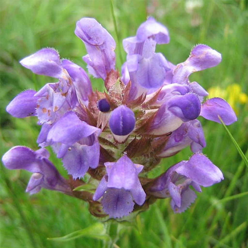 Prunella grandiflora Loveliness - Brunelle à grandes fleurs