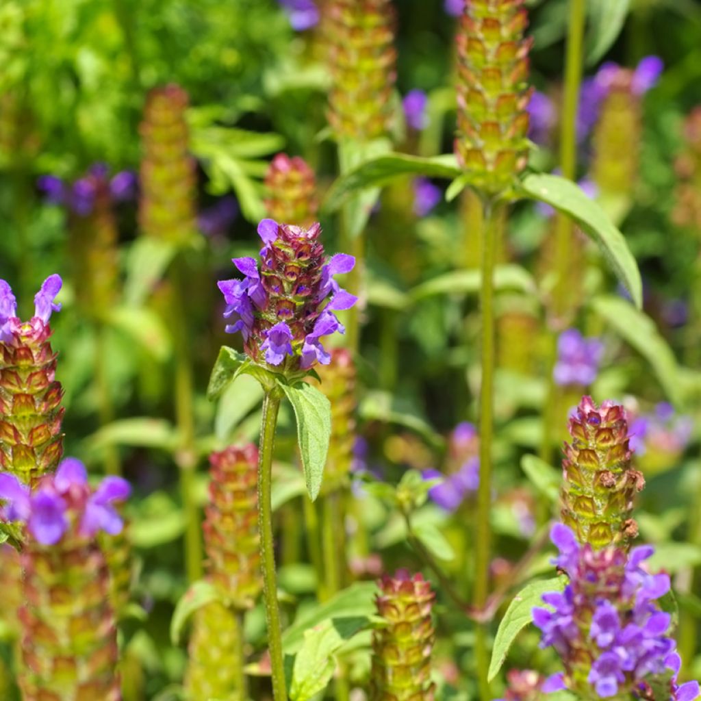 Prunella vulgaris - Brunella