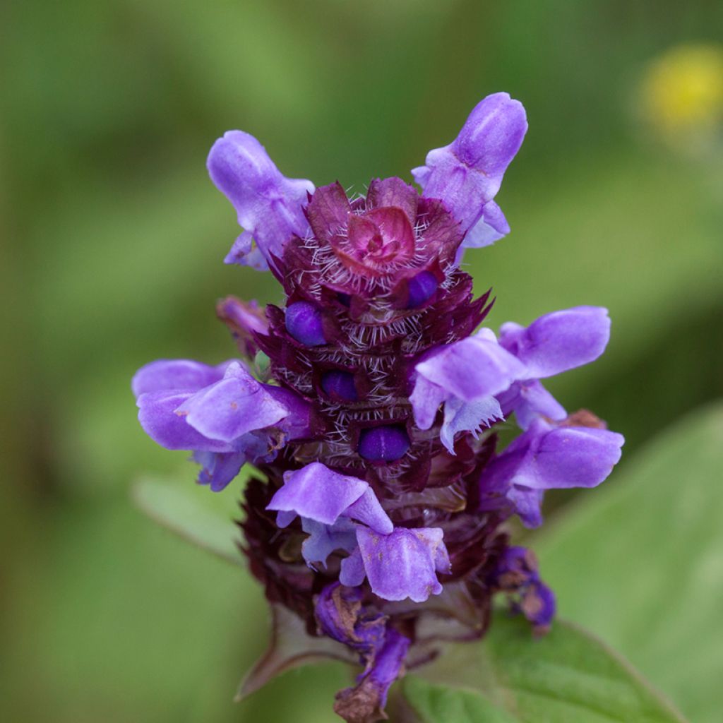 Prunella vulgaris - Brunella