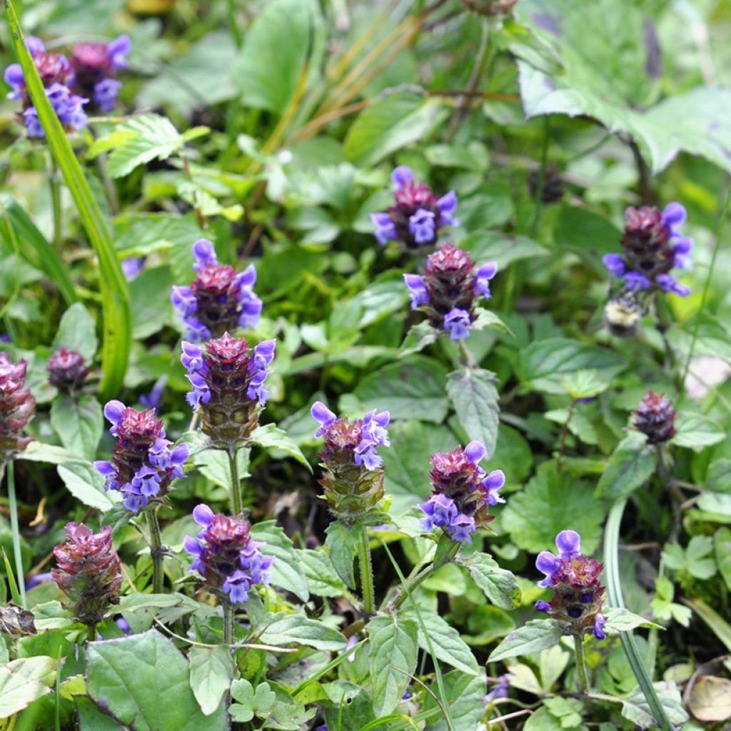 Prunella vulgaris - Brunella