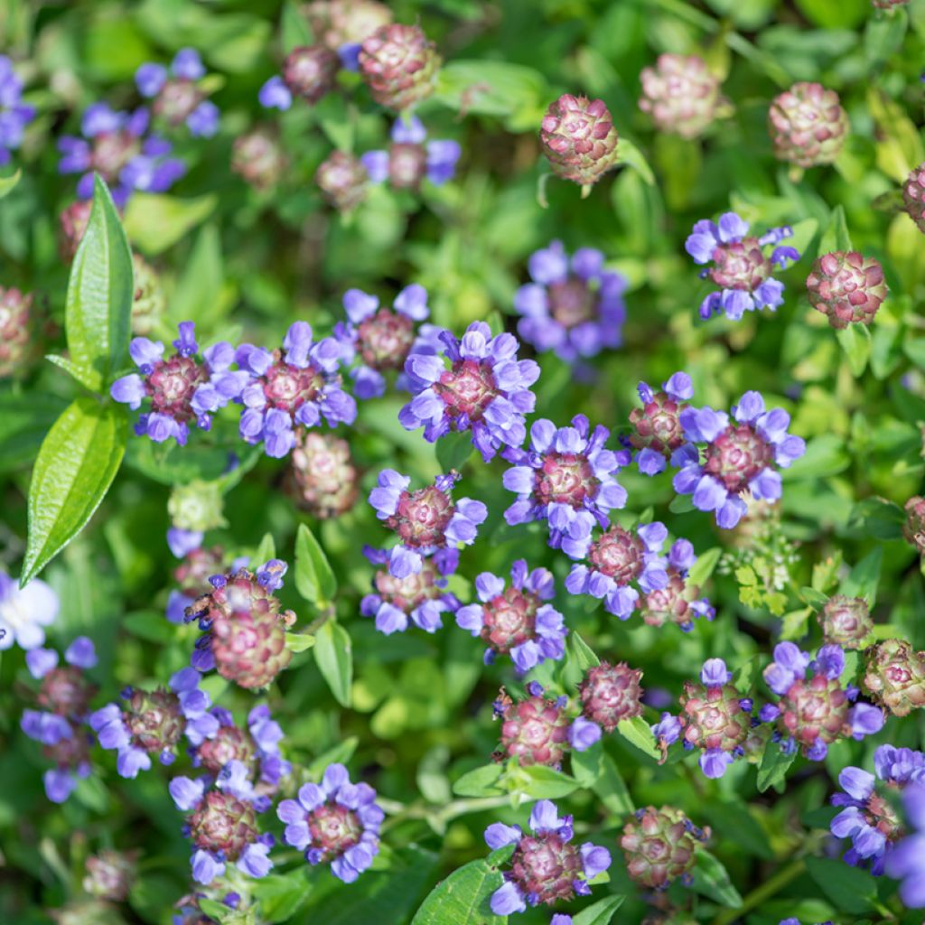 Prunella vulgaris - Brunella