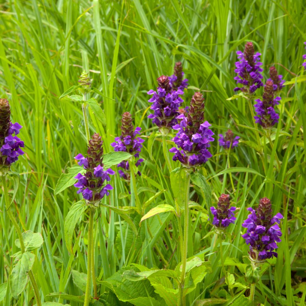 Prunella vulgaris - Brunella