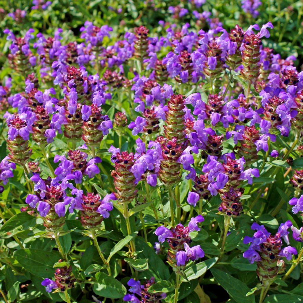 Prunella vulgaris - Brunella