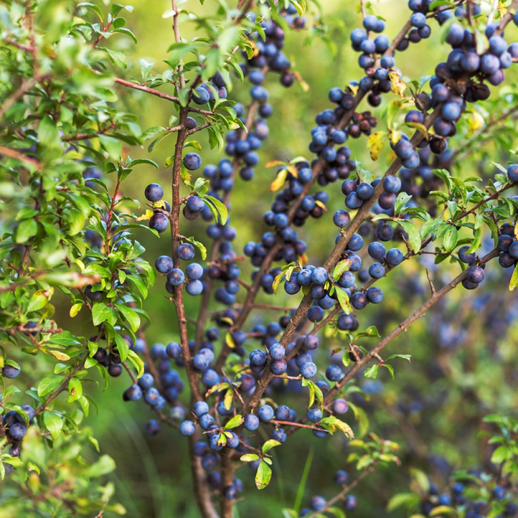 Prunus spinosa - Prugnolo selvatico