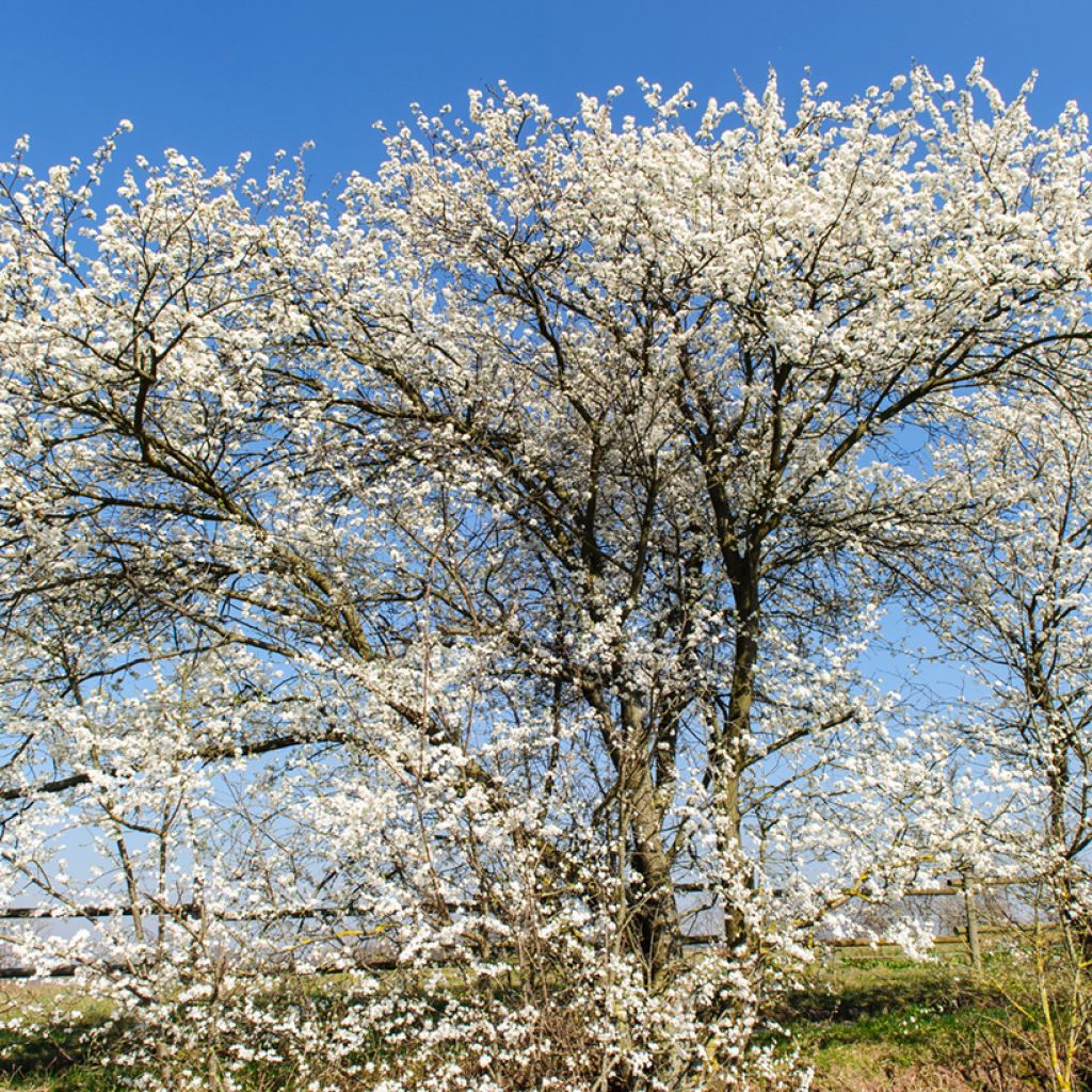 Prunus spinosa - Prugnolo selvatico