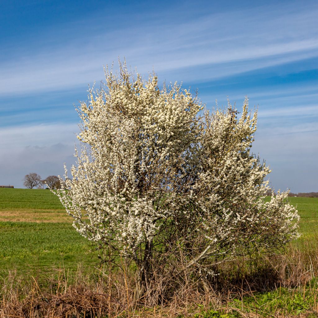 Prunus spinosa - Prugnolo selvatico