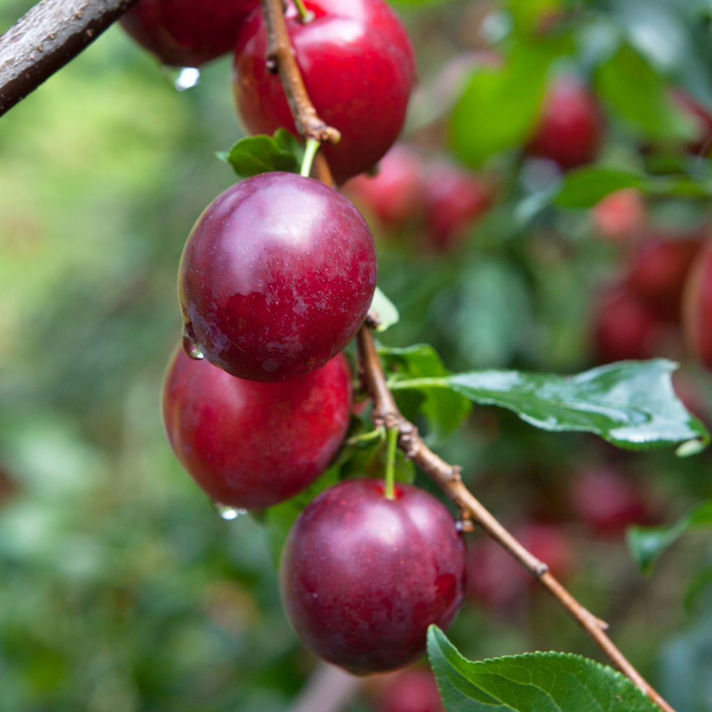 Prunus domestica Opal - Susino