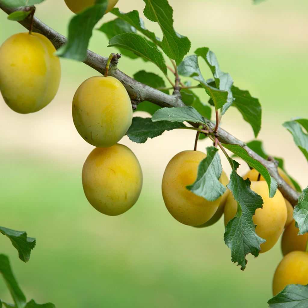 Prunier Quetsche blanche de Létricourt