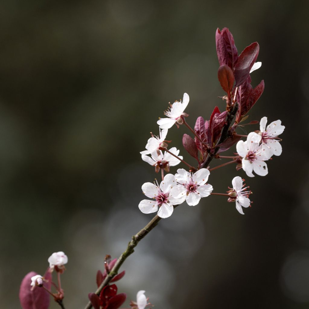 Prunus cerasifera Nigra - Ciliegio da fiore