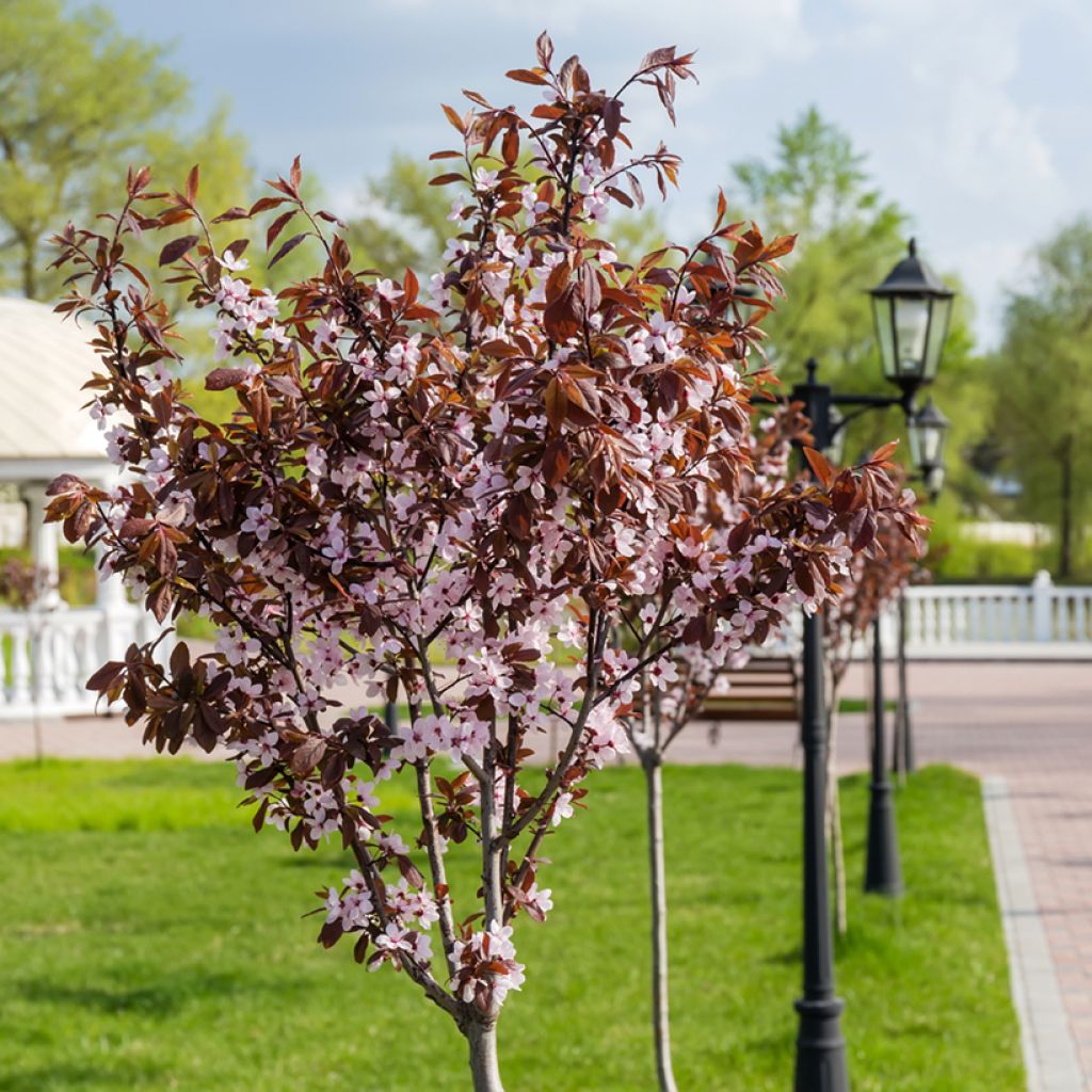 Prunus cerasifera Nigra - Ciliegio da fiore