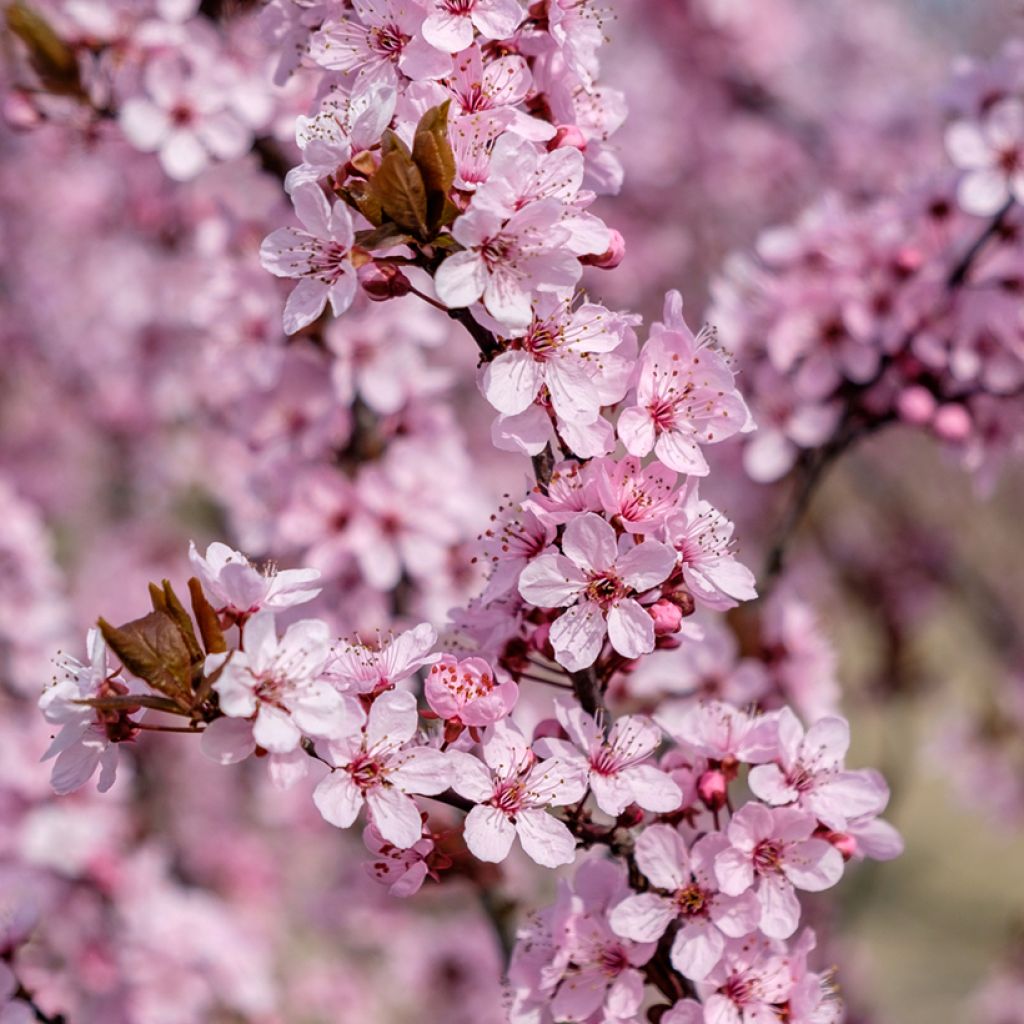 Prunus cerasifera Nigra - Ciliegio da fiore