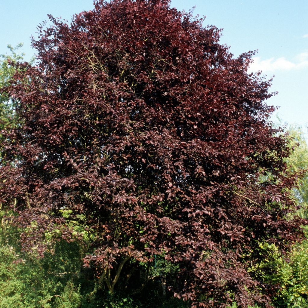 Prunus cerasifera Nigra - Ciliegio da fiore