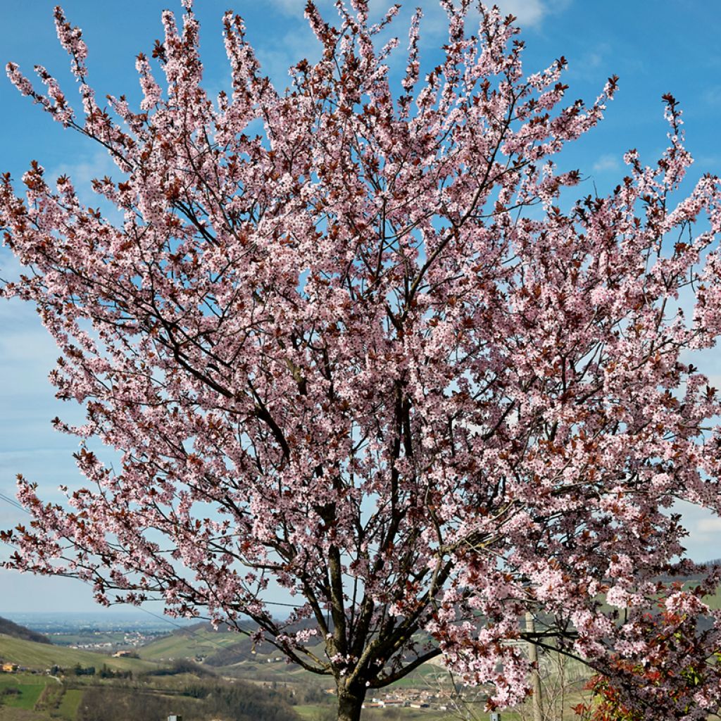 Prunus cerasifera Nigra - Ciliegio da fiore