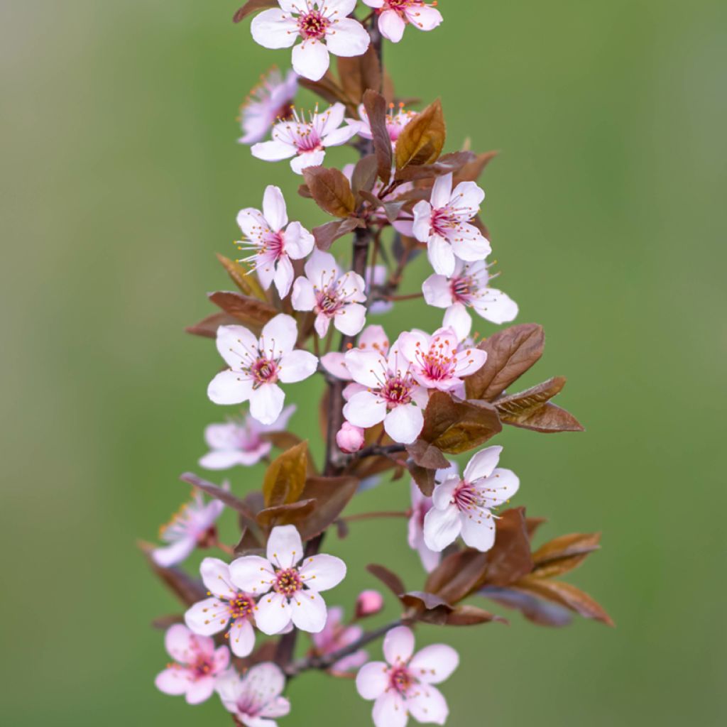 Prunus cerasifera Nigra - Ciliegio da fiore